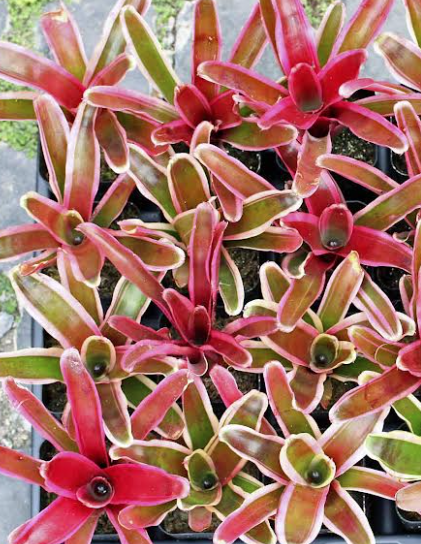 Bromeliads Neoregelia
