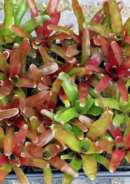 Bromeliads Neoregelia