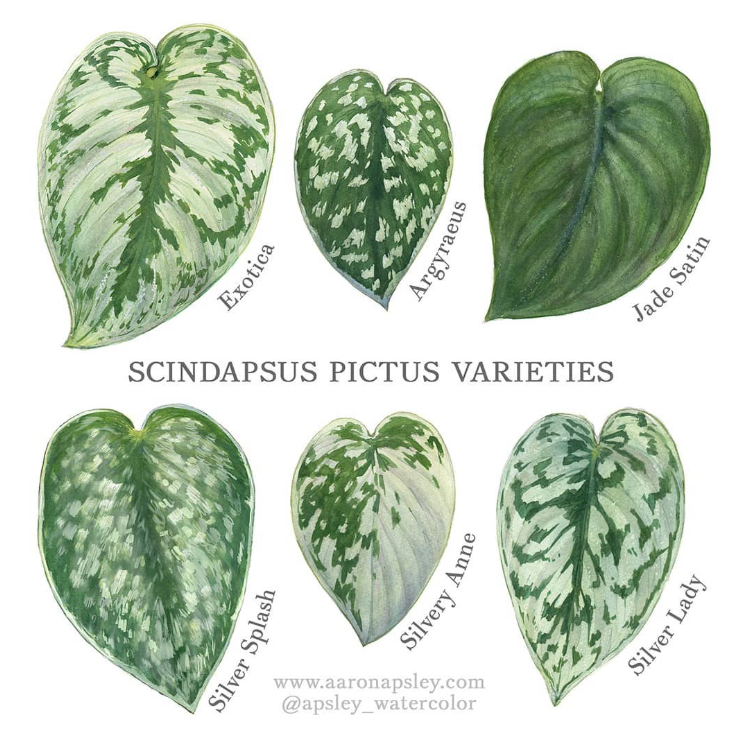 Satin Argyraeus Pothos