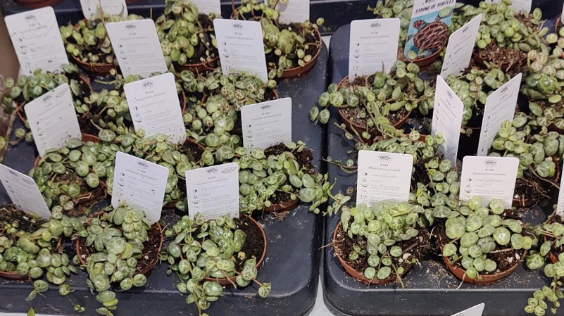 String of Turtles Peperomia Prostrata