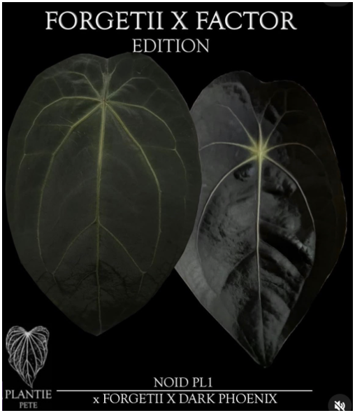 Plantie Pete's Rare Anthurium Collection