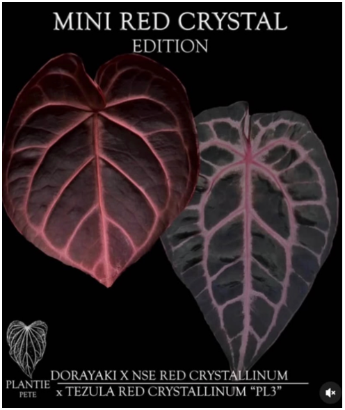Plantie Pete's Rare Anthurium Collection