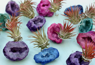 Rainbow Geode Air Plant