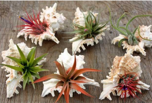 Fancy Shell Air Plant