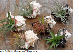 Fancy Shell Air Plant