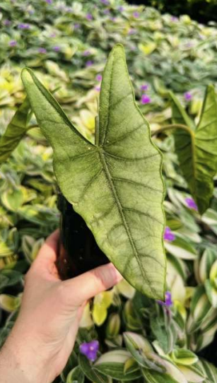 Alocasia Heterophylla "Dragons Breath"