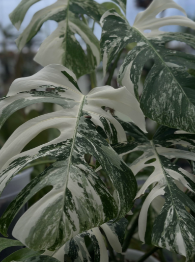 Monstera Albo