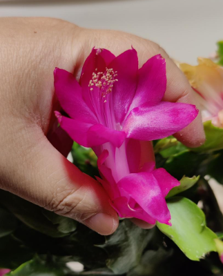 Zygo Cactus - Holiday Cactus