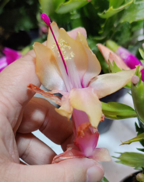 Zygo Cactus - Holiday Cactus