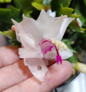 Zygo Cactus - Holiday Cactus