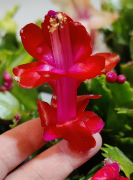 Zygo Cactus - Holiday Cactus