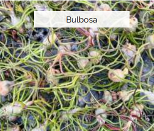 Air Plants