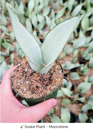 Snake Plant Moonshine