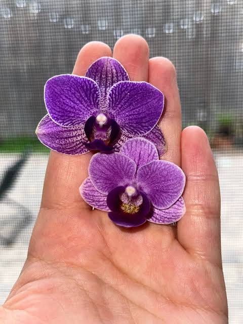 Phalaenopsis ‘Sogo Vivien Smurf’ — Miniature Moth Orchid
