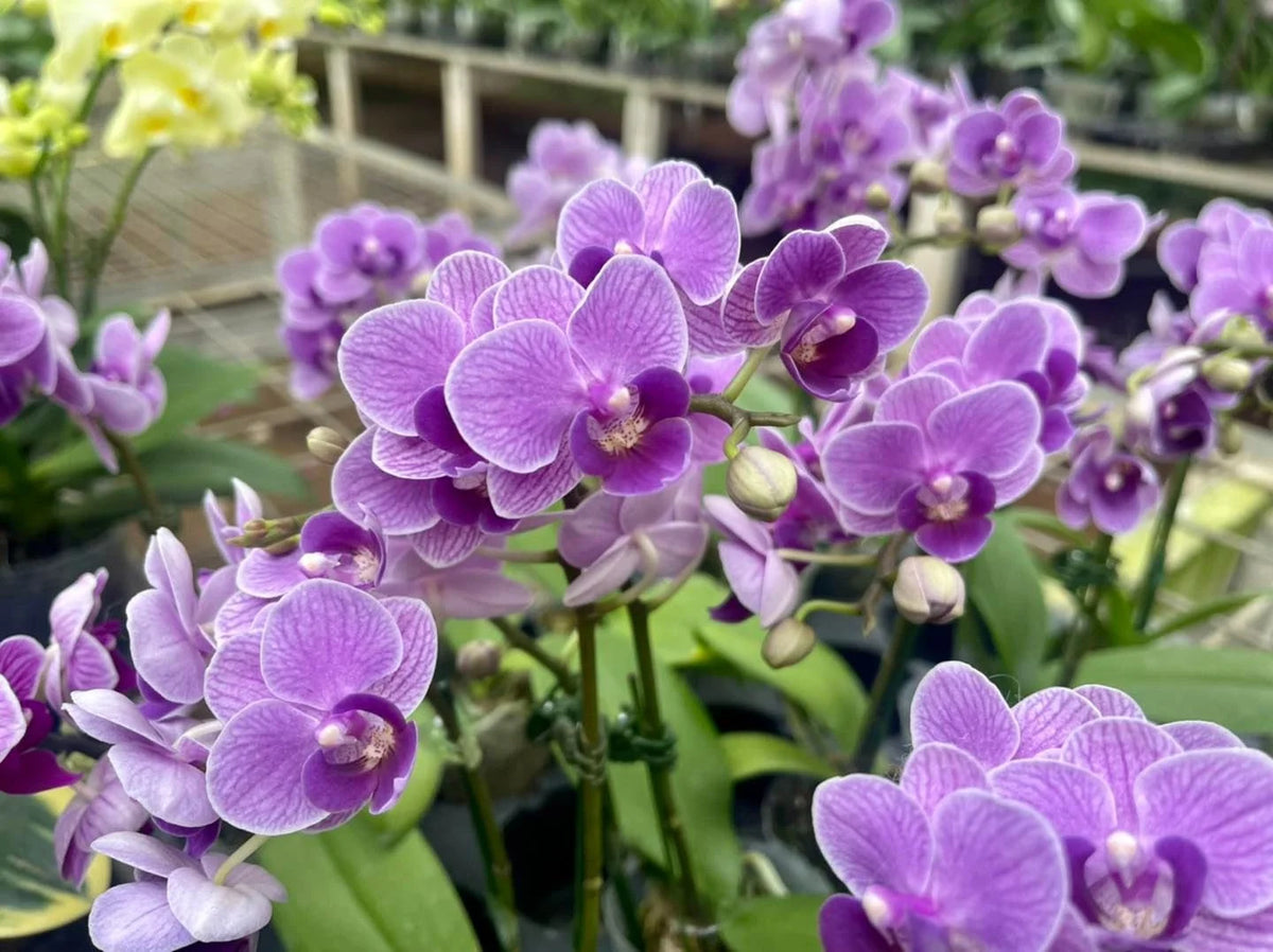Phalaenopsis ‘Sogo Vivien Smurf’ — Miniature Moth Orchid