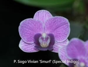 Phalaenopsis ‘Sogo Vivien Smurf’ — Miniature Moth Orchid