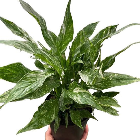 Spathyphyllum Domino (Splashed Peace Lily)