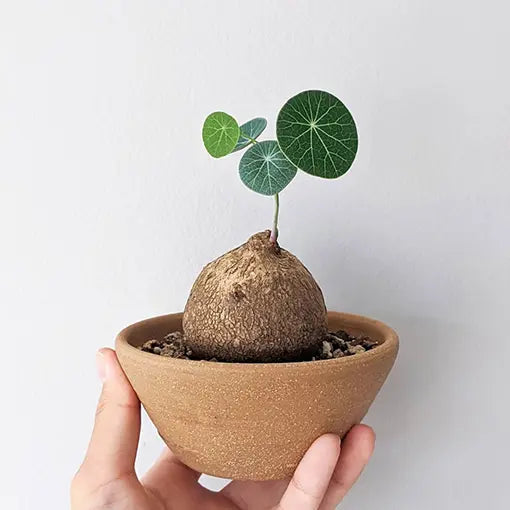 Stephania Erecta Caudex