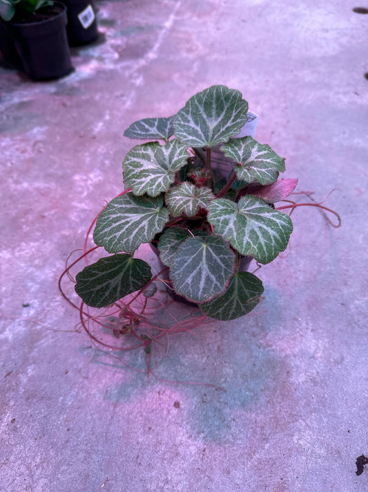 Strawberry Begonia