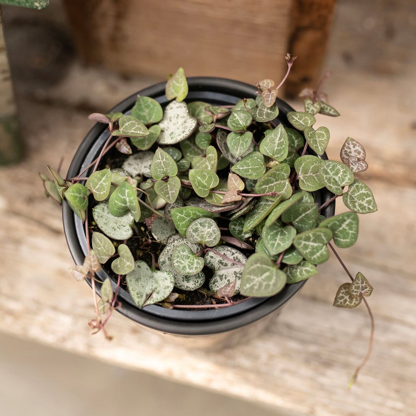 String of Hearts