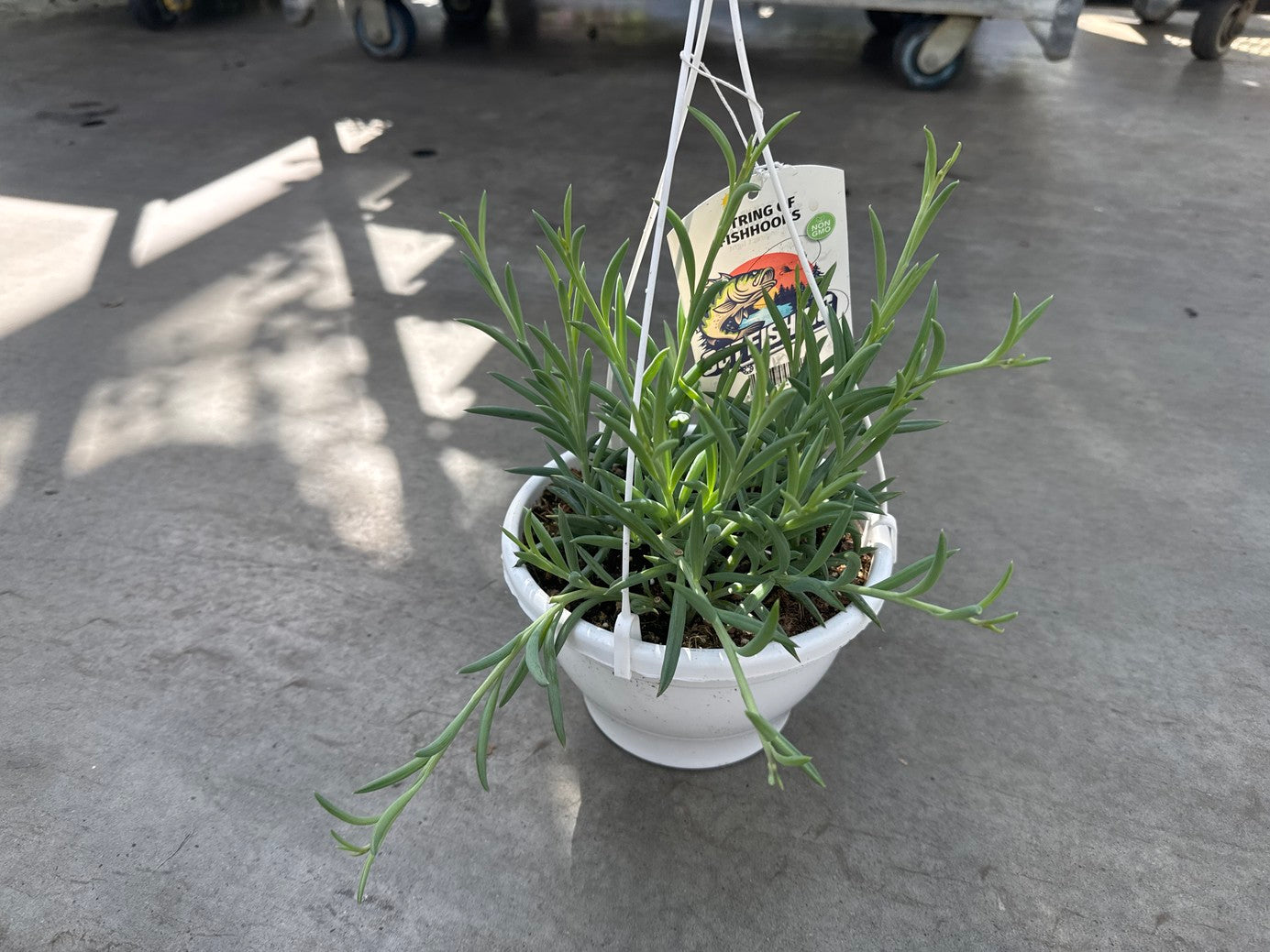 String of Fishhooks 8" Hanging basket