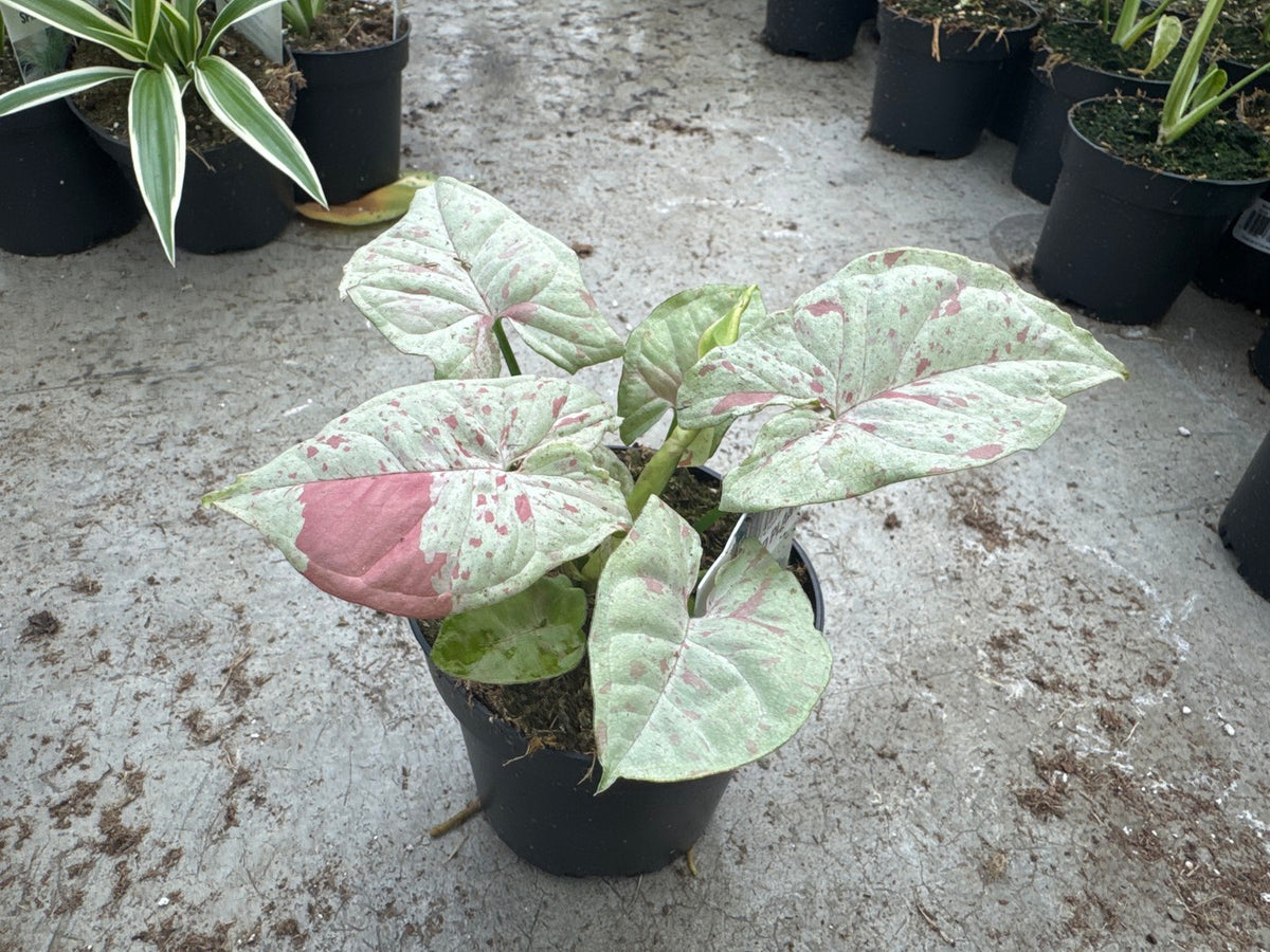 Syngonium Milk Confetti (Arrowhead)