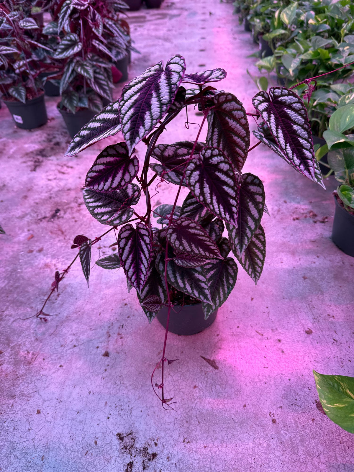 Tapestry Vine Cissus Discolor (Begonia Vine)