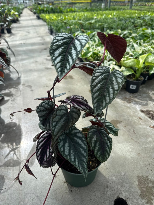 Tapestry Vine Cissus Discolor (Begonia Vine)