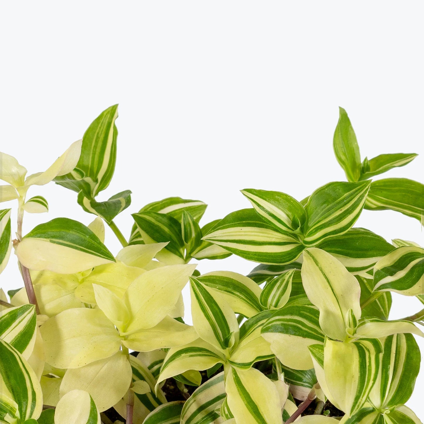 Tradescantia Assorted