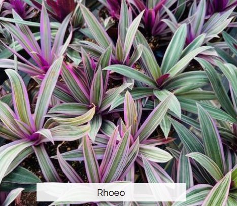 Tradescantia Spathacea Rhoeo