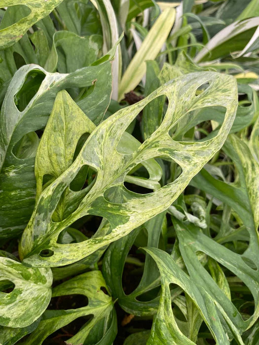 Swiss Cheese Vine Mint Variegated