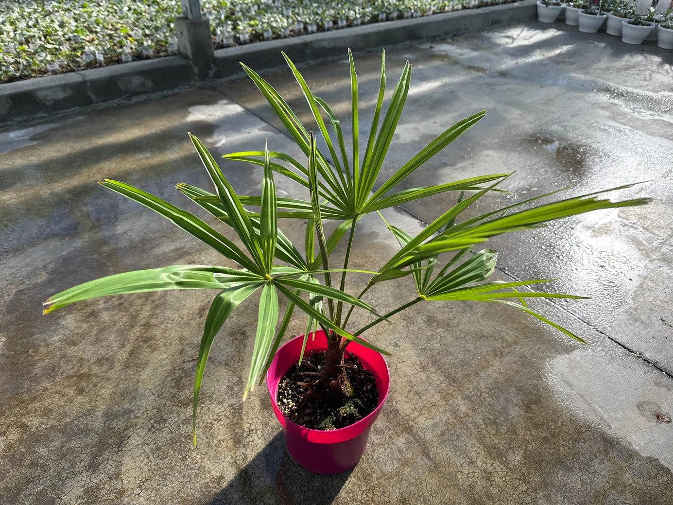 Palm Windmill 8"