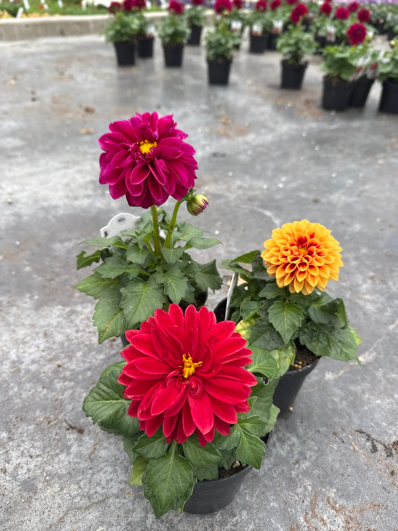 Dahlia Dalina® Assorted