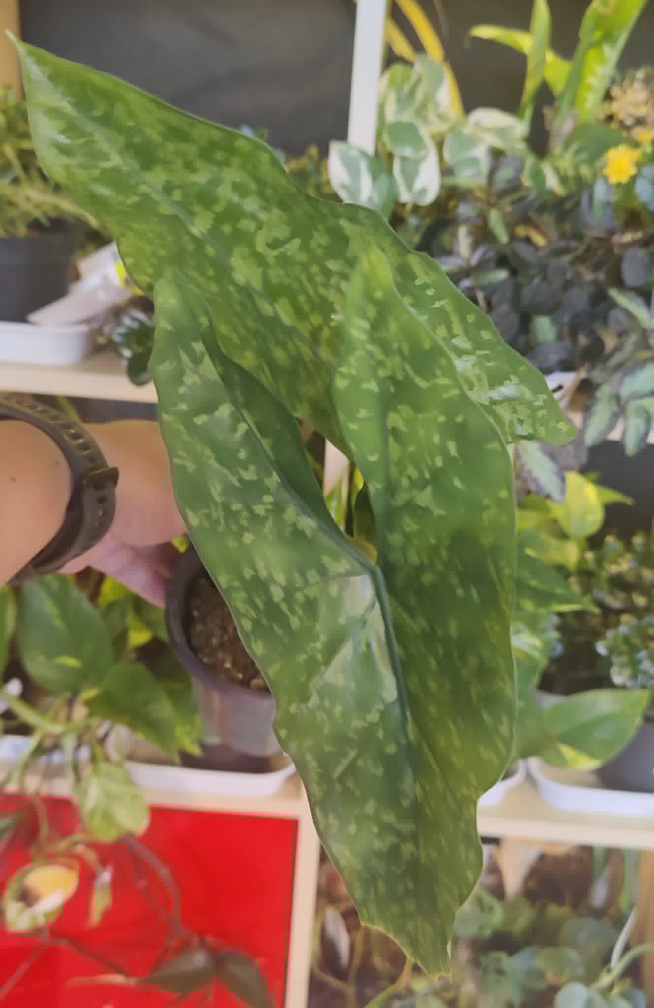 Alocasia Shattered Glass