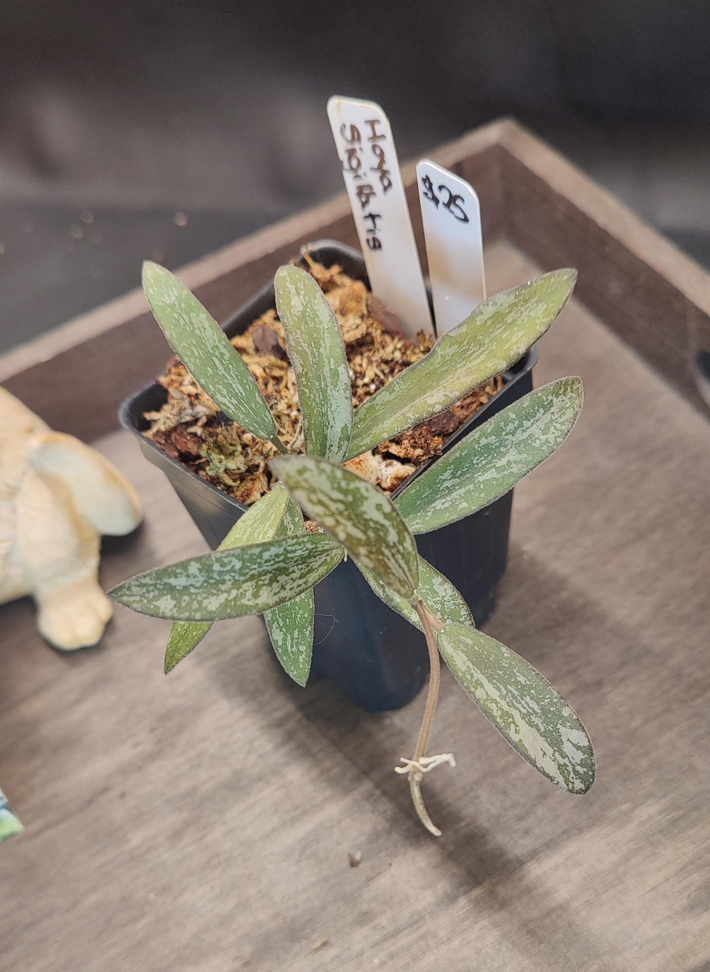 Hoya Sigilatis Splash