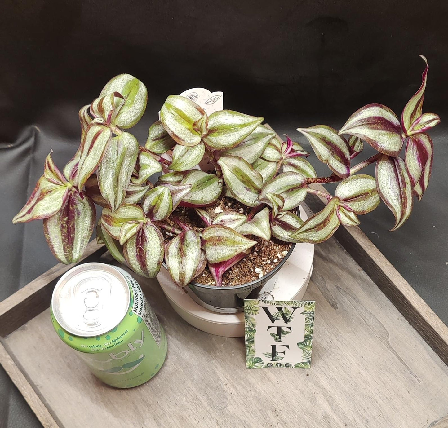 Tradescantia Assorted