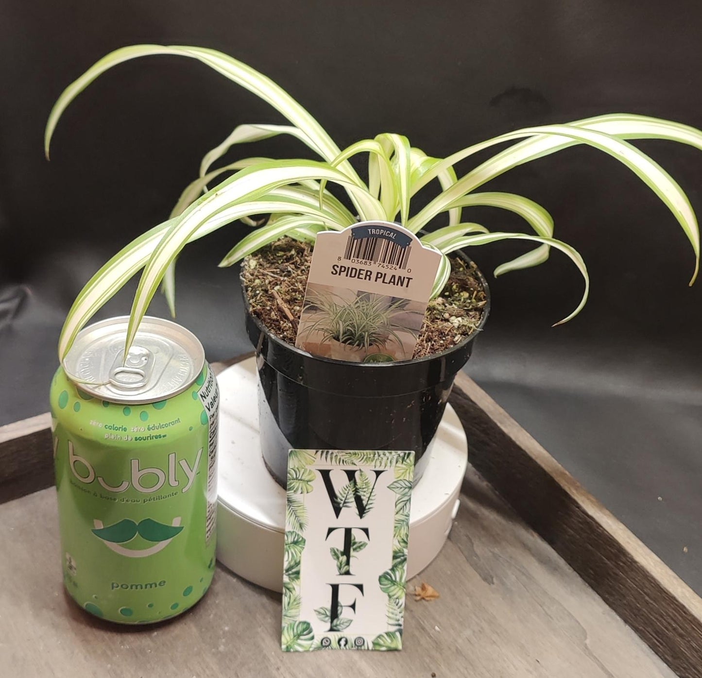 Spider Plant Varieties