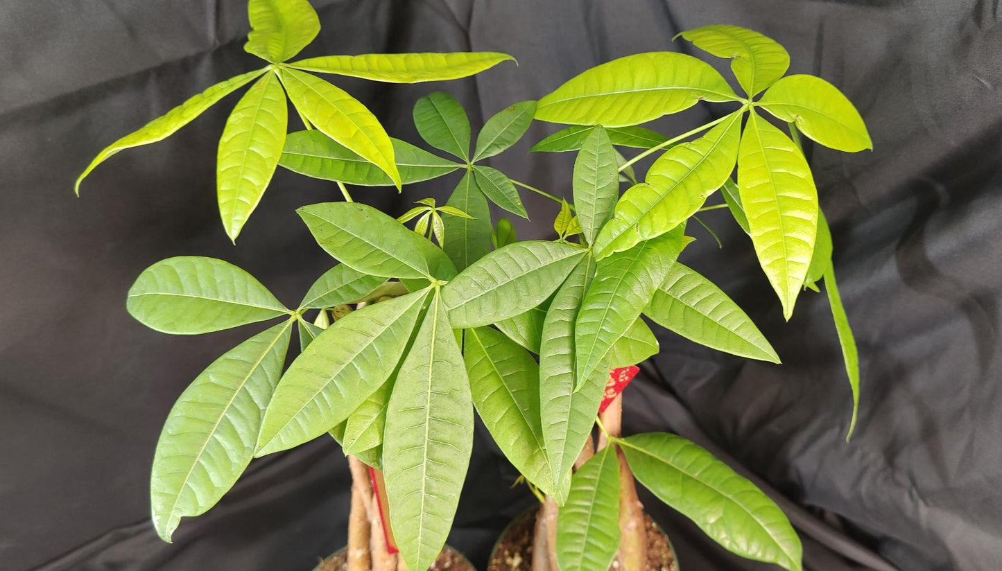 Braided Money Tree (Pachira)