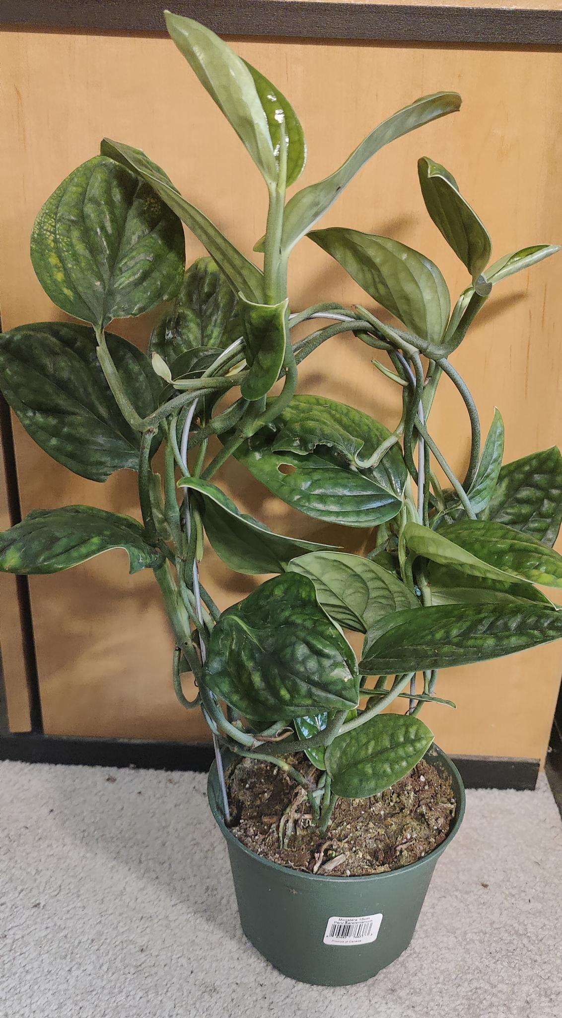 Monstera Peru Karstenianum on a Hoop 6"