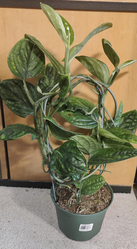 Monstera Peru Karstenianum on a Hoop 6"