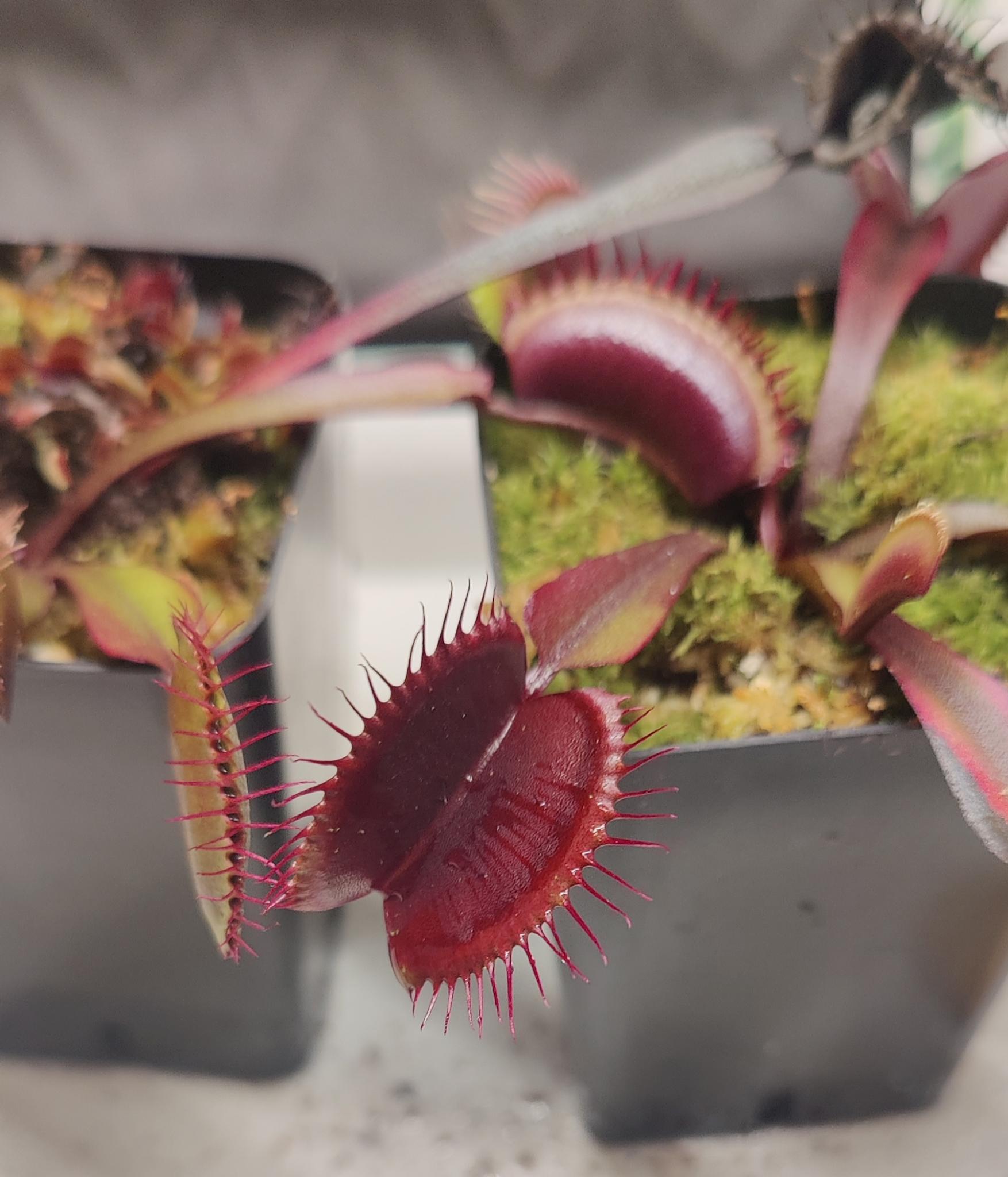 Venus Fly Traps – Watering Tropical Fever