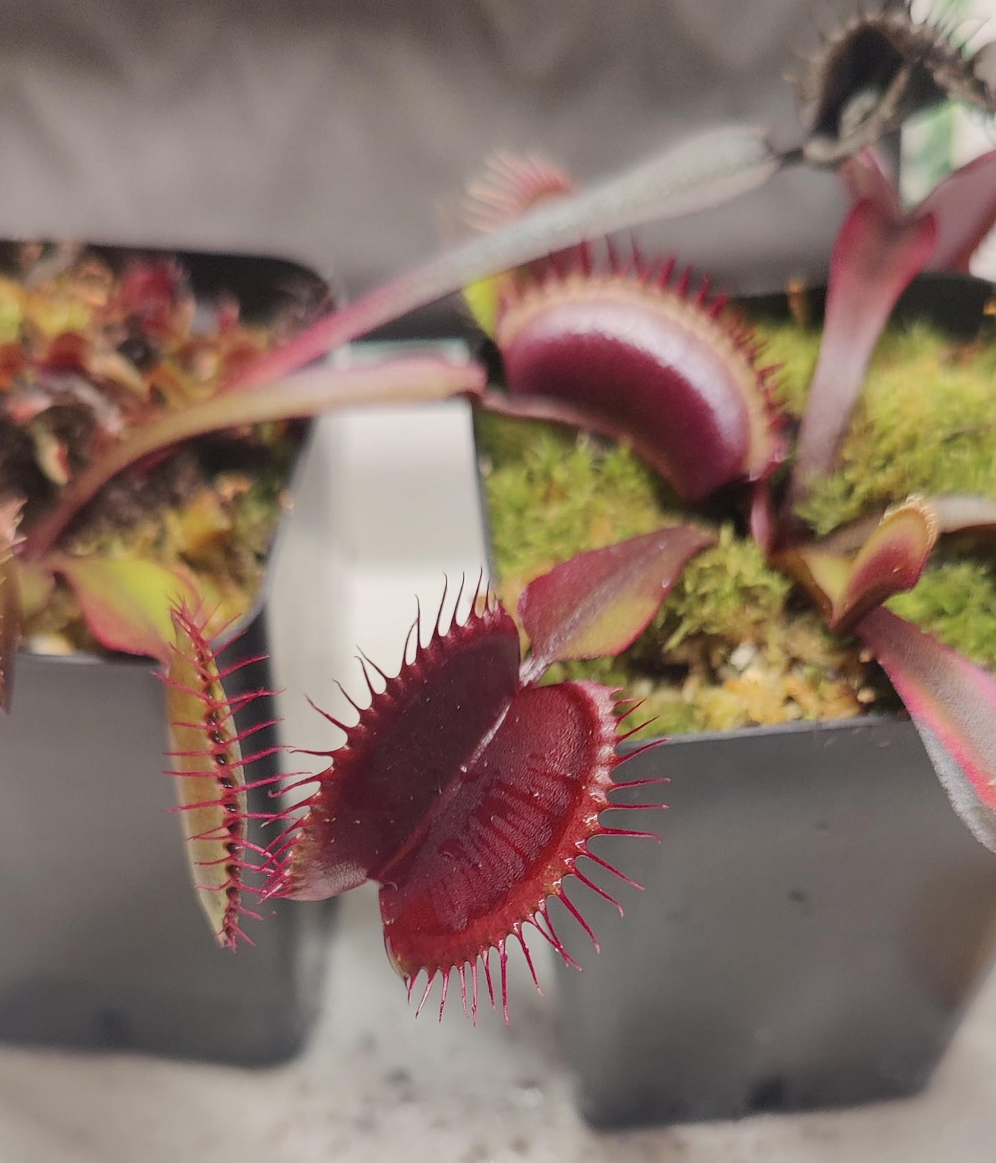 Venus Fly Traps