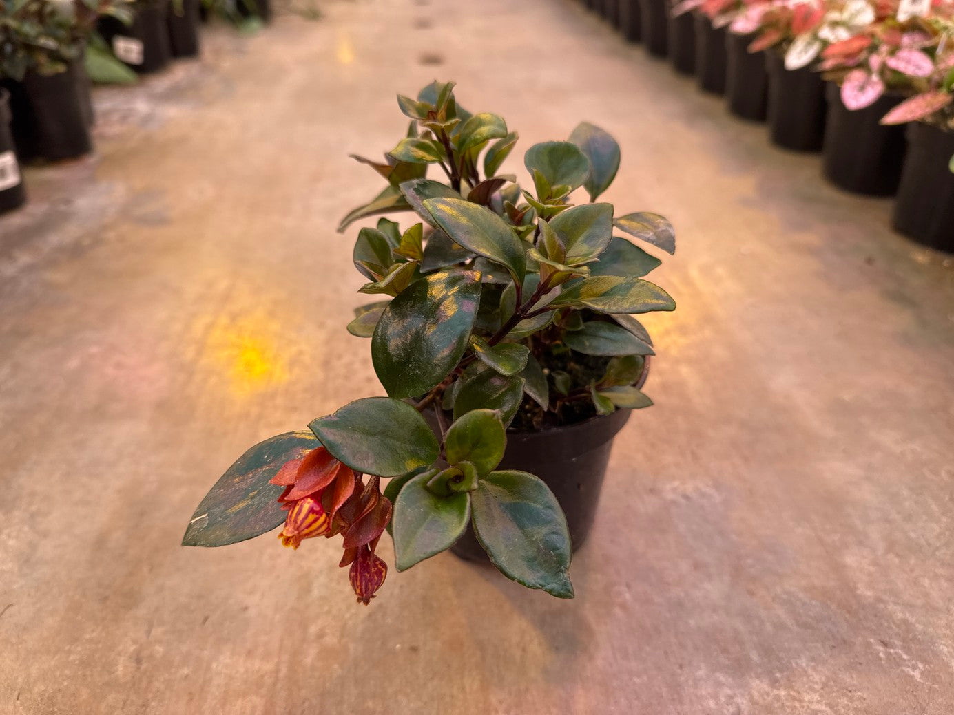 Goldfish Tropicana 4"