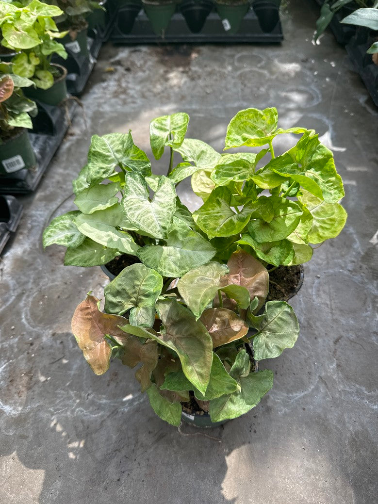 Arrowhead/Syngonium