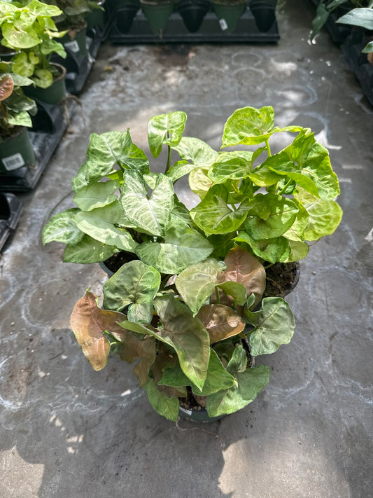 Arrowhead/Syngonium