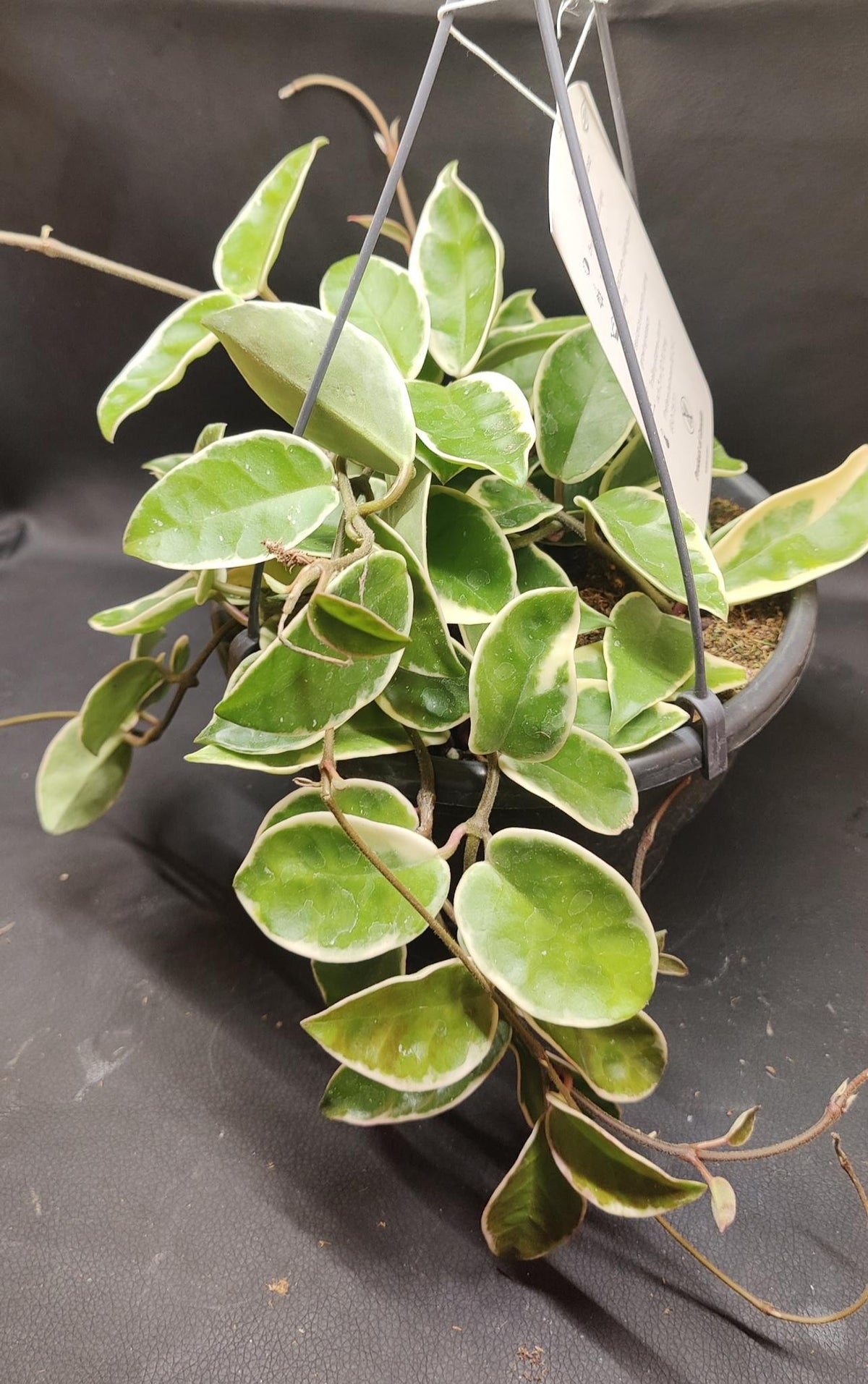 Hoya Carnosa Krimson Queen