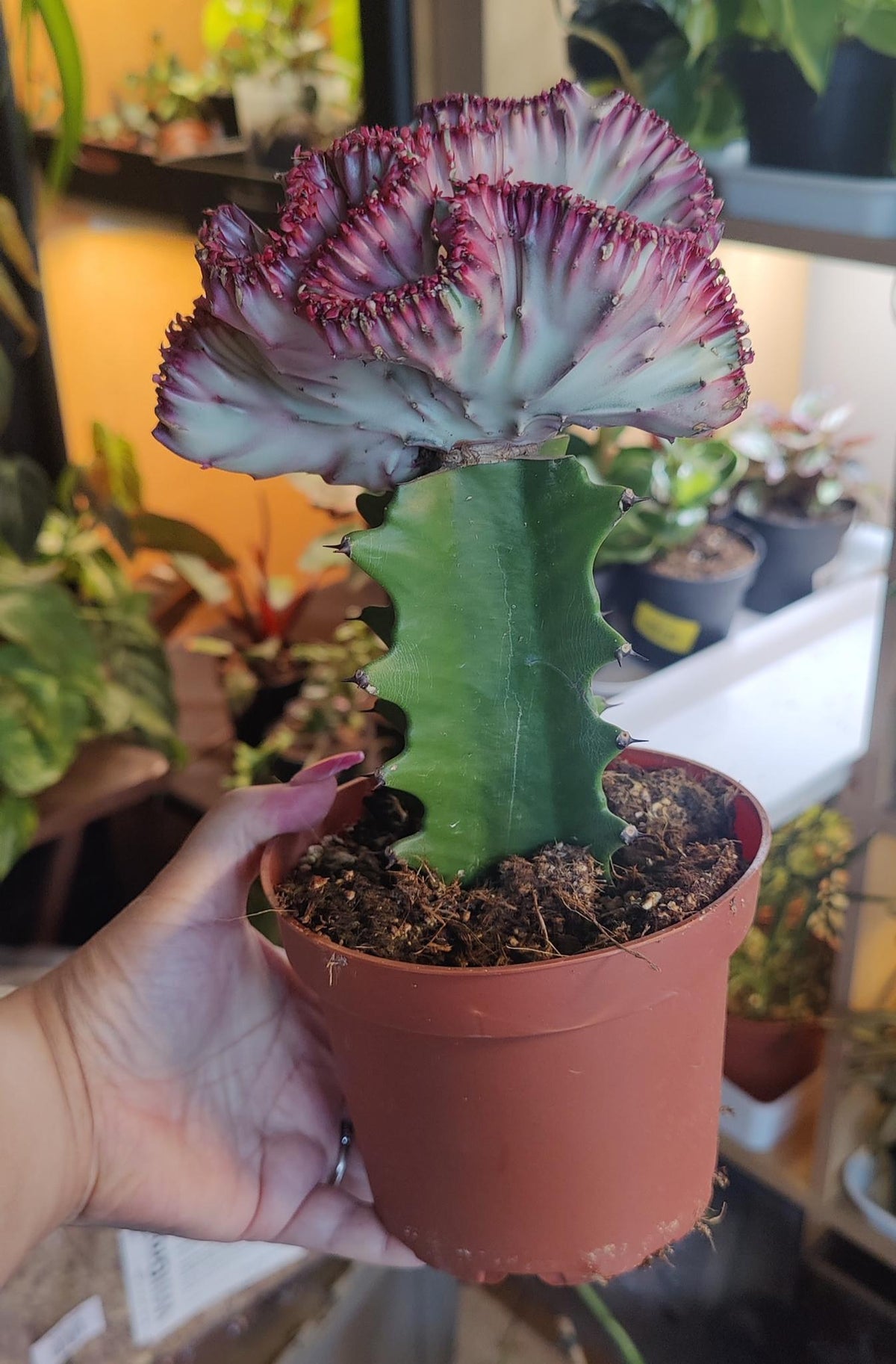 Euphorbia Lactea
