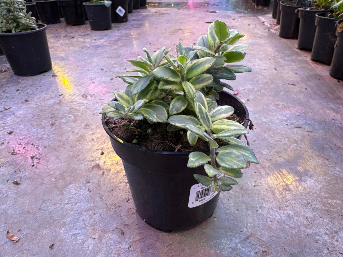 4" Lipstick Plant Bolero Bicolore (Variegated Lipstick)