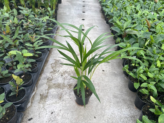 Areca Palm