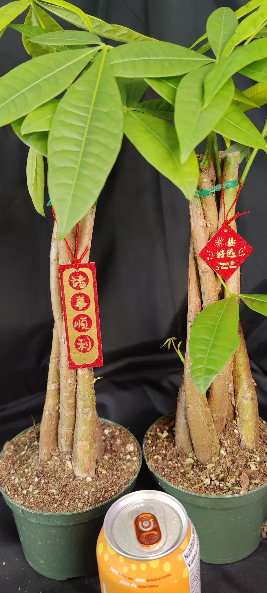 Braided Money Tree (Pachira)